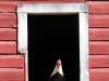Rooster in barn window